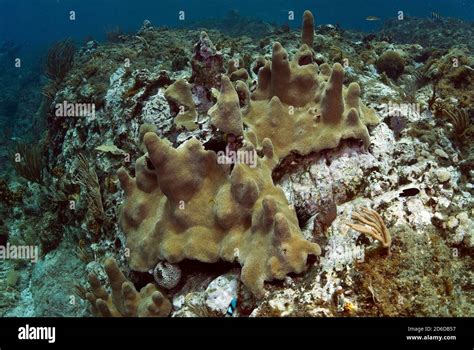 Pillar coral near ledge Stock Photo - Alamy