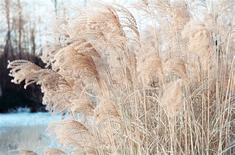 Free Images : tree, nature, sand, branch, snow, winter, frost, trunk ...