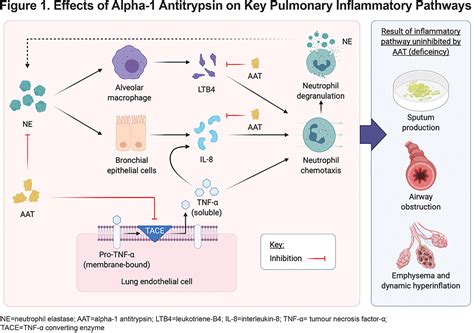 Exacerbations of lung disease in AATD | Journal of the COPD Foundation