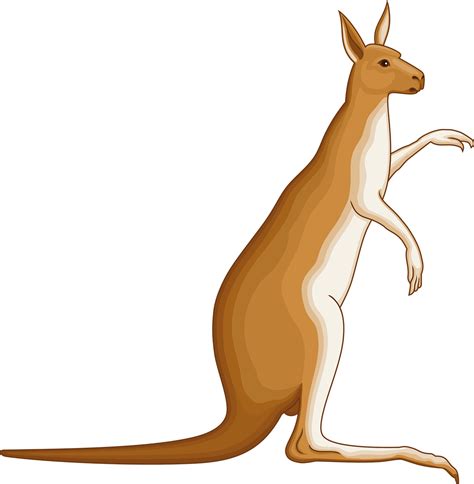 Gyvūnas,australia,australian,kengūra,marsupial - nemokamos nuotraukos ...