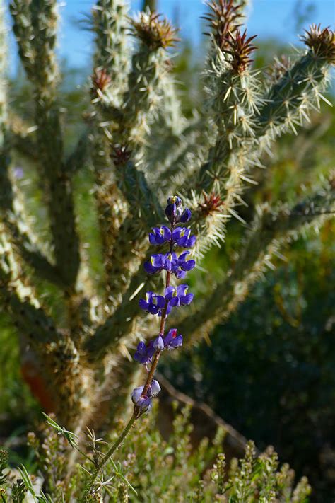 Desert Lupine Photograph by Laurel Powell - Fine Art America