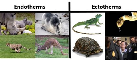 Are crustaceans endothermic or ectothermic? - ECHEMI