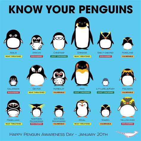 Did You Know There Are 18 Existing Species of Penguins? - I Can Has Cheezburger?