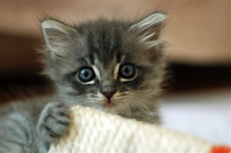 File:Cute grey kitten.jpg - Wikipedia