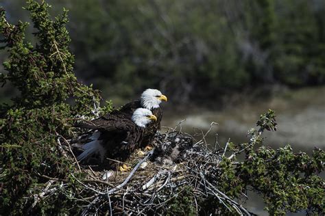 Bald Eagles Nesting Photograph by Mark Newman - Fine Art America