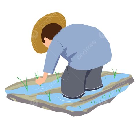 Farmer Uncle White Transparent, Uncle Rice Planting Farmer, Transplanting Rice Seedlings, A ...