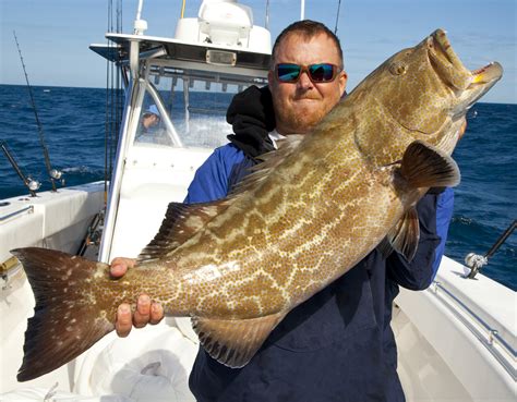 Black Grouper - Profile | Traits | Facts | Diet | Biology | Catch - SeaFish