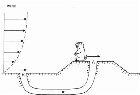 25. Schematic picture of a prairie-dog burrow, with wind profile and... | Download Scientific ...