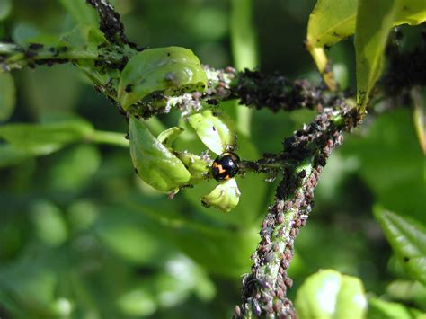 Citrus Enthusiast: Common Citrus Diseases & Pests