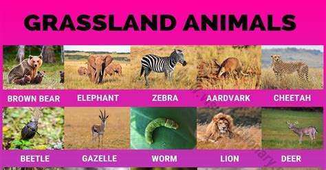 Grassland Animals