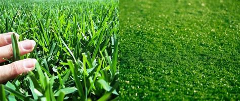 The Ultimate Guide Comparing Real Grass Vs Artificial Grass - Grech's Turf Supplies Sydney - Buy ...