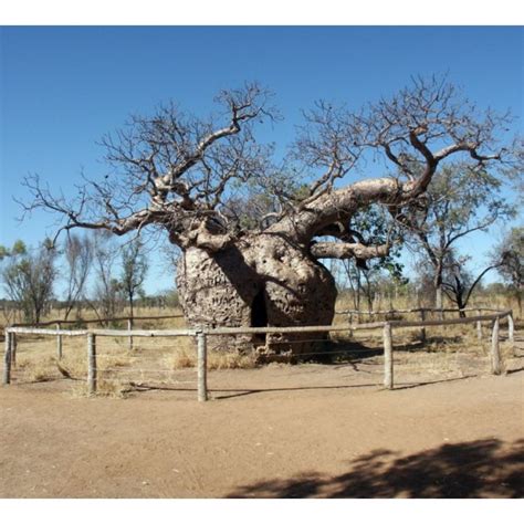 Buy Australian Baobab Seeds - Rarexoticseeds