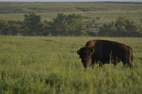 Bison are back, and that benefits many other species on the Great Plains