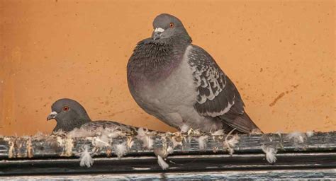 Pigeon control - Country Services Pest Control Ltd