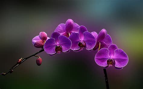 Orchids Wallpapers Best Wallpapers - Orchid Fans