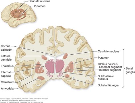 Globus Pallidus