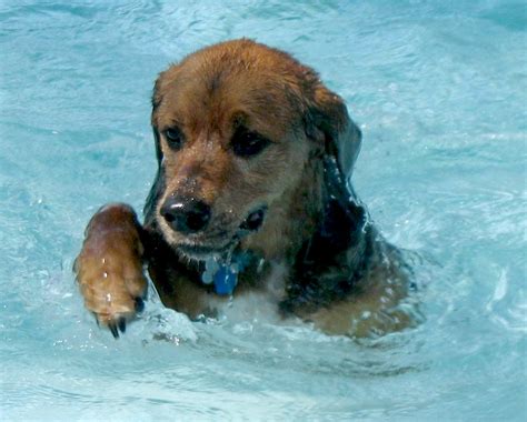 Dog Swimming Pool at Doggie Central Now Open - All Pet News