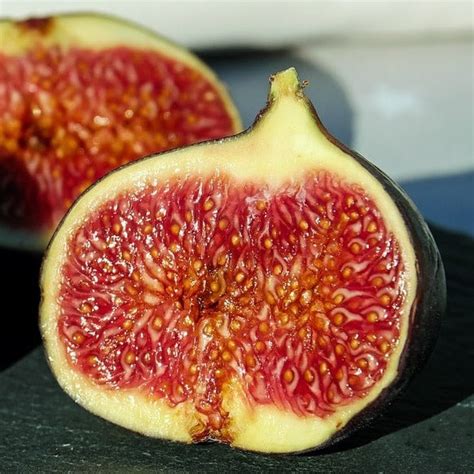 Chicago Hardy (Cuttings) – The American Fig Company