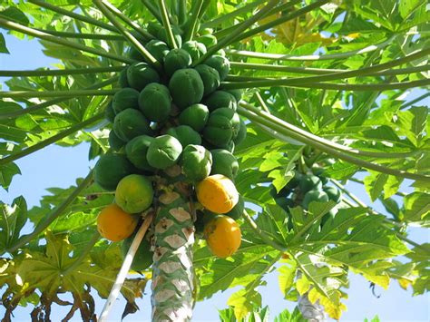 Papaya Tree in Maui, Hawaii | Flickr - Photo Sharing!