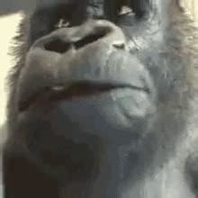 akward gorilla Animated Gif Maker - Piñata Farms - The best meme generator and meme maker for ...