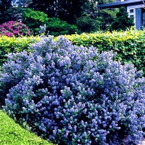 Ceanothus 'Yankee Point' 9cm Pot California Lilac | Etsy