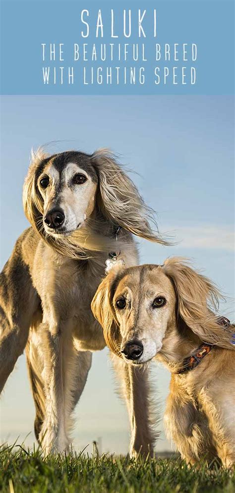 Saluki Dog Information Center - The Beautiful Breed with Lightning Speed