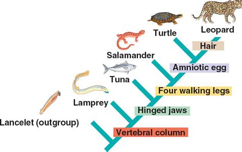 clade.html 25_11Cladogram.jpg