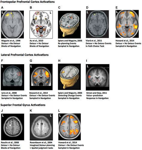 Frontiers | Solving the detour problem in navigation: a model of prefrontal and hippocampal ...