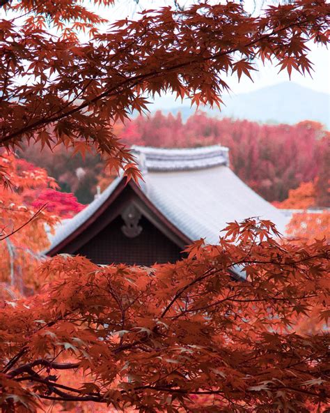 Fall Foliage | We are Japan