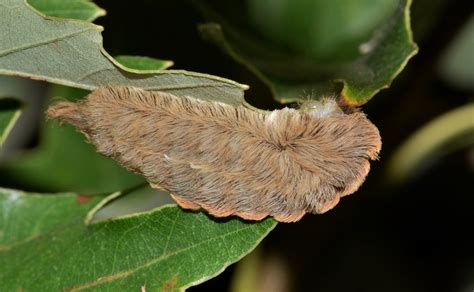 Stinging Caterpillar Identification and Guide | Owlcation