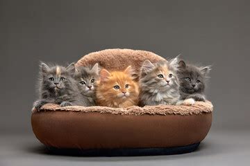 5+ Free cutest kitten playing pictures - PikWizard