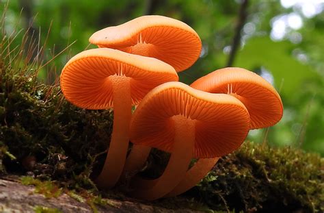 4 Orange Mushrooms Worth Learning - Learn Your Land