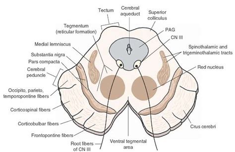 Midbrain Structures | Brain anatomy, Anatomy, Neuroscience