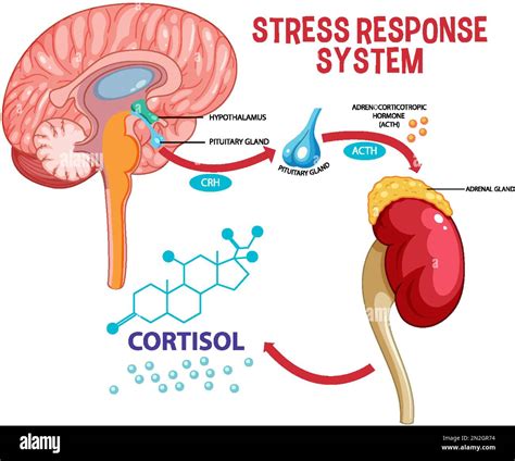 Stress response system scheme illustration Stock Vector Image & Art - Alamy