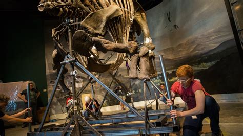 Triceratops on the move at Science Museum | MPR News