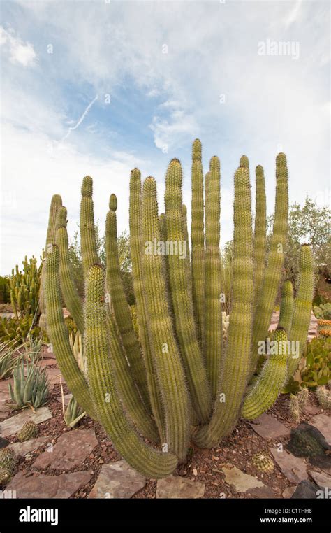 Phoenix, Arizona. Cactus at the Desert Botanical Garden Stock Photo - Alamy