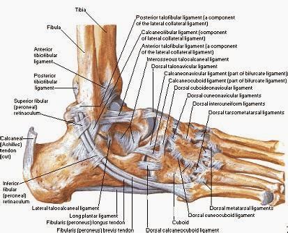 medial ankle ligaments: November 2013