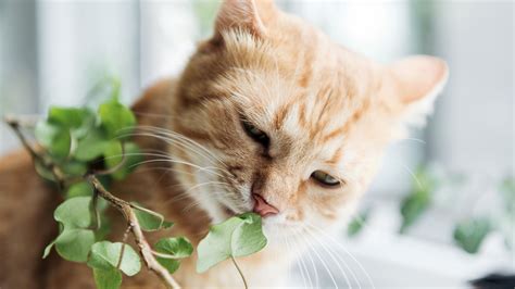 How to stop a cat from eating plants? | PetsRadar