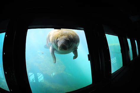 A manatee seen from the Fish Bowl Observatory at Ellie Schiller Homosassa Springs Wildlife State ...