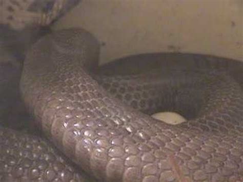 Asian cobra laying eggs and hatching at KRZ - YouTube