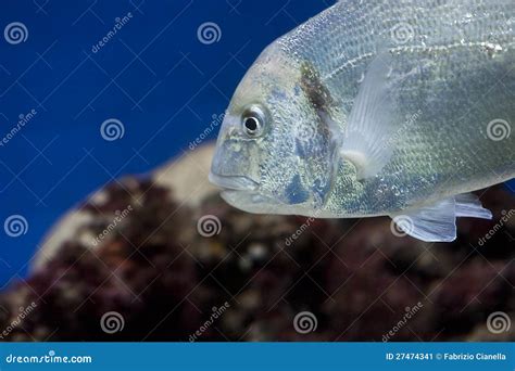 Gilt-head bream stock image. Image of cousine, food, closeup - 27474341