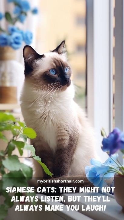 How To Train Siamese Cat: Advice On How To Train Your Siamese Cat