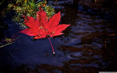 Red Leaf Fall Wallpapers - Wallpaper Cave