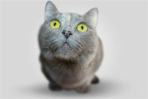 7 Gray Cat Breeds Who Are Happy to Brighten Your Day