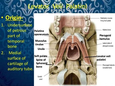 Surgical anatomy of palate. by Dr. Amit T. Suryawanshi, Oral Surgeon…