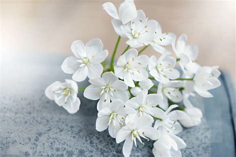 White flower - 1 | flowers wallpapers - Cool Backgrounds | Latest HD Backgrounds | Computer ...