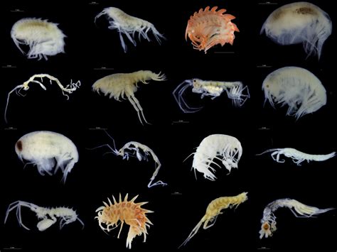 Thursday Amphipod — Norwegian Marine Amphipoda | The Invertebrate Collections