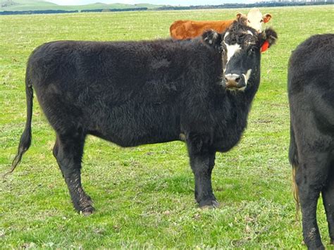 The Herd Online | 83 Black Baldy EU Cows For Sale