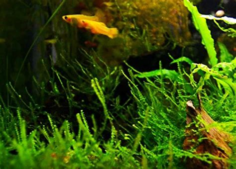 Greenpro Java Moss Live Freshwater Aquarium Plants Easy Ready to Grow ...