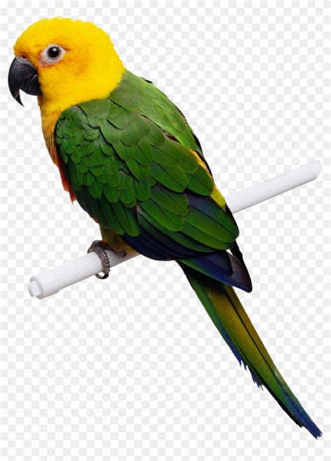 Green-yellow Parrot Png Images, Free Download - Parrot Green And Yellow ...